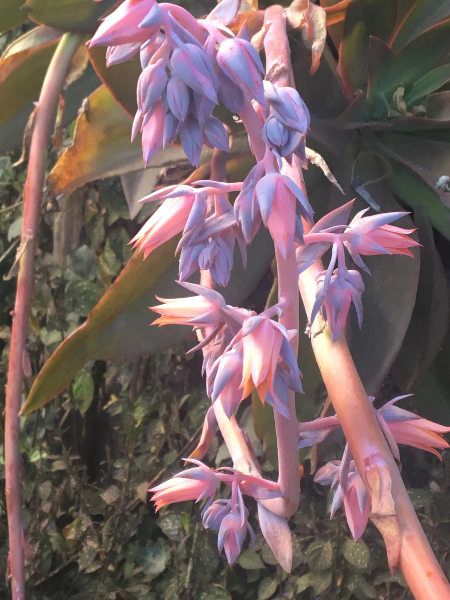 Echeveria dactylifera